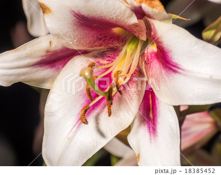 Detail of colerful lily flower Detail of colerful lily flower 18385452