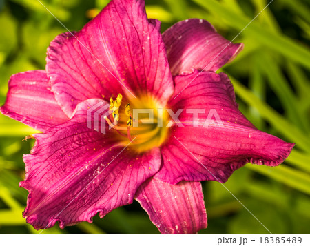 Detail of colerful lily flower Detail of colerful lily flower 18385489