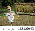 稲刈り 18386943