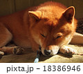うたた寝する犬 18386946