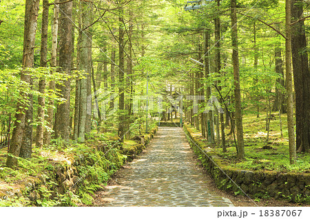 長野県軽井沢町 新緑の幸福の谷の写真素材