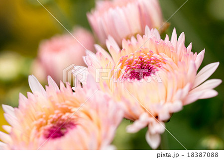 秋菊 18387088