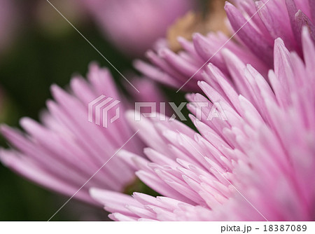 秋菊 18387089