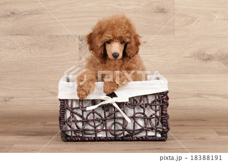 Dwarf poodle puppy in basket 18388191
