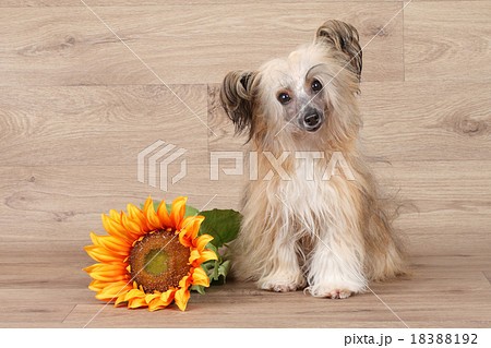 Chinese shaggy crested dog 18388192