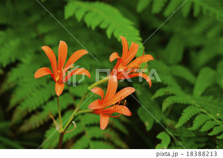 キツネノカミソリ キツネノカミソリ 18388213