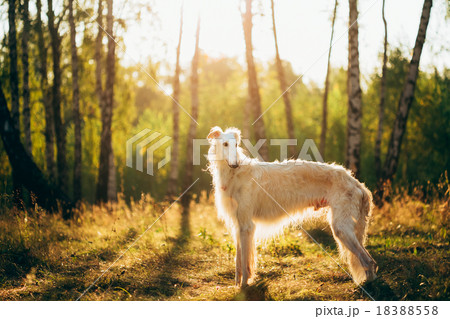 White Russian Dog, Borzoi, Hunting dog in Summer 18388558