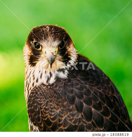 The peregrine falcon on green grass background The peregrine falcon on green grass background 18388619