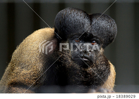 クロヒゲサキ クロヒゲサキ 18389029