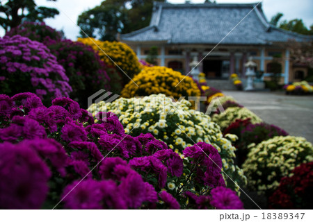 ざる菊 ざる菊 18389347