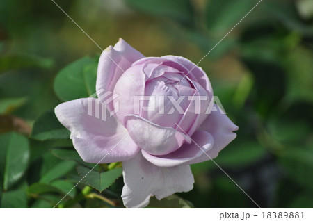 満開のしのぶれど 18389881