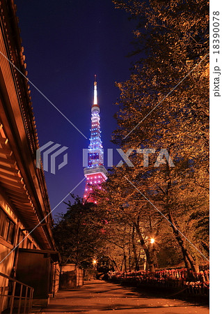 東京タワー 増上寺 18390078
