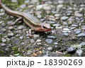 ヒガシニホントカゲ 18390269