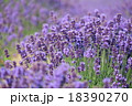 ラベンダー 18390270