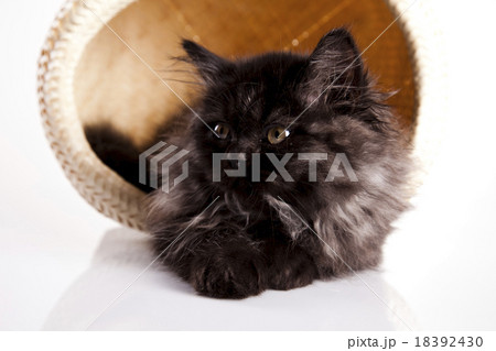 Small gray kitten, cute pet colorful theme 18392430