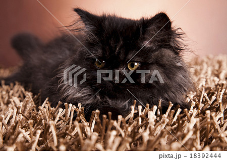 Little gray kitten, cute pet colorful theme 18392444