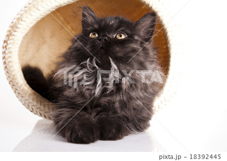 Small gray kitten, cute pet colorful theme 18392445
