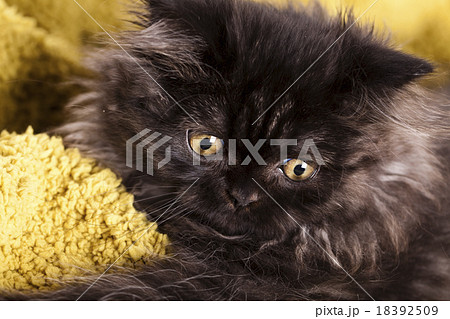 Little gray kitten, cute pet colorful theme 18392509