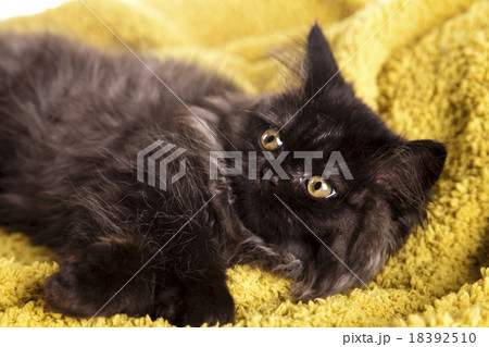 Little gray kitten, cute pet colorful theme 18392510
