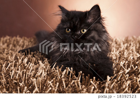 Little gray kitten, cute pet colorful theme 18392523