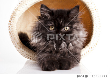 British little kitten, cute pet colorful theme 18392544