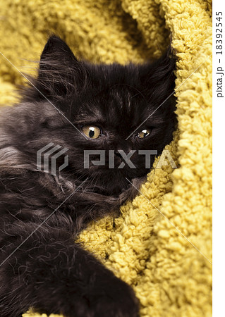 Little gray kitten, cute pet colorful theme 18392545