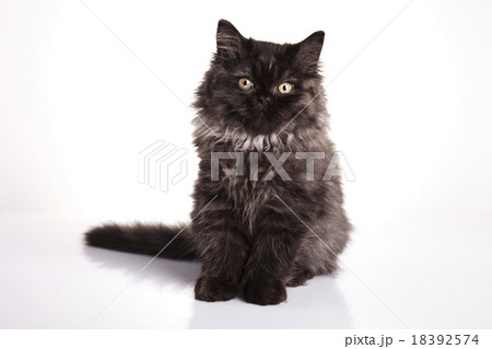 British little kitten, cute pet colorful theme 18392574