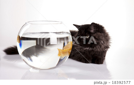 British little kitten, cute pet colorful theme 18392577