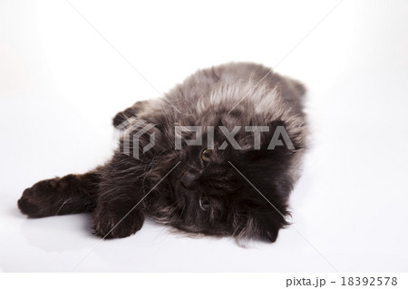 British little kitten, cute pet colorful theme 18392578