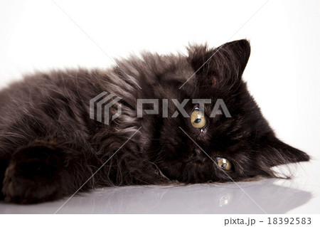 British little kitten, cute pet colorful theme 18392583