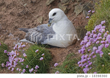 Northern Fulmar, Fulmarus glacialis nesting female Northern Fulmar, Fulmarus glacialis nesting female 18398360