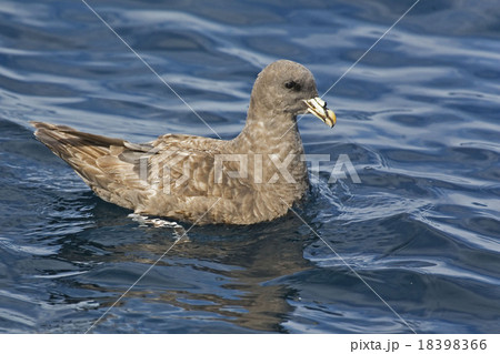 Northern Fulmar, Fulmarus glacialis on the ocean Northern Fulmar, Fulmarus glacialis on the ocean 18398366