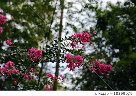 サルスベリの花-1 18399079