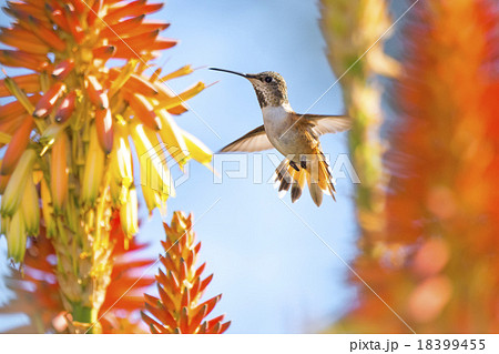 Hummingbird 18399455