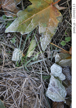 leaves and grass covered with hoarfrost leaves and grass covered with hoarfrost 18400113