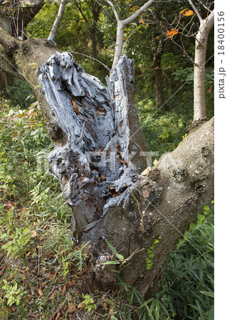 折れた桜の木の治療跡 折れた桜の木の治療跡 18400156