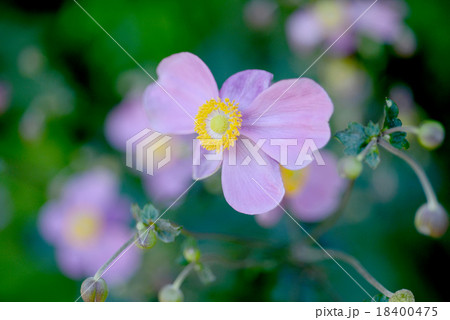 シュウメイギク 18400475