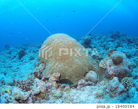 パラオのハマサンゴ 18400584
