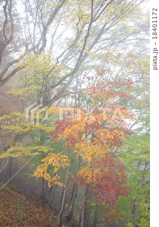 紅葉 18401172