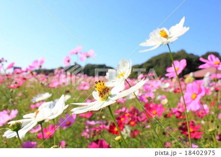 福岡 西郷川花園 コスモス畑の写真素材