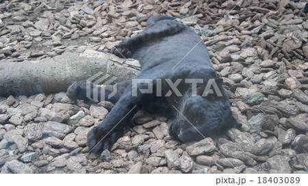 クロヒョウ 18403089