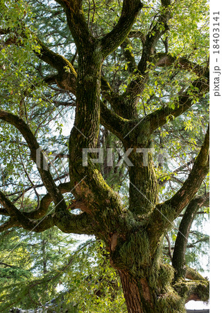 木とツル植物 木とツル植物 18403141