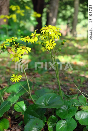 ツワブキの花 18403783