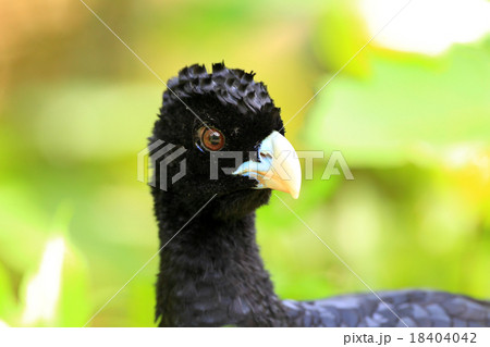 アオコブホウカンチョウ アオコブホウカンチョウ 18404042