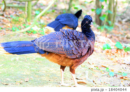 アオコブホウカンチョウ アオコブホウカンチョウ 18404044