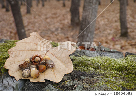 カシワのどんぐり カシワのどんぐり 18404092