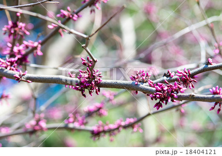 ハナズオウ 18404121