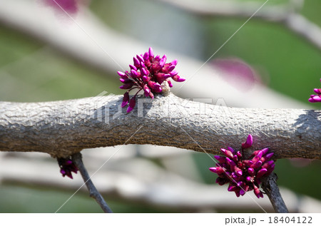 ハナズオウ ハナズオウ 18404122