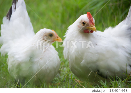 Two white chicken on green grass 18404443