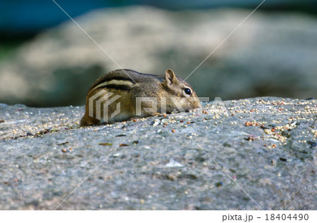 チップモンク 18404490